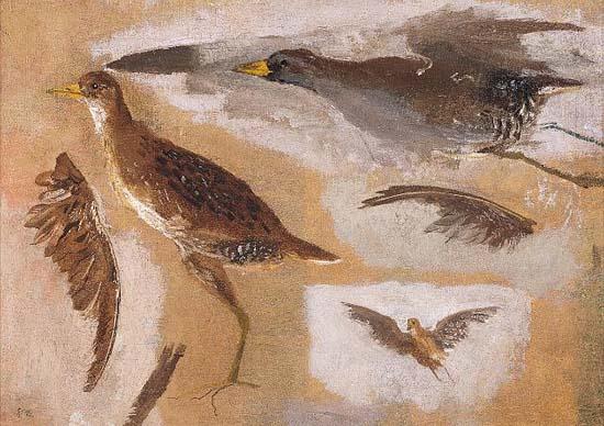 Thomas Eakins Studies of Game Birds, probably Viginia Rails